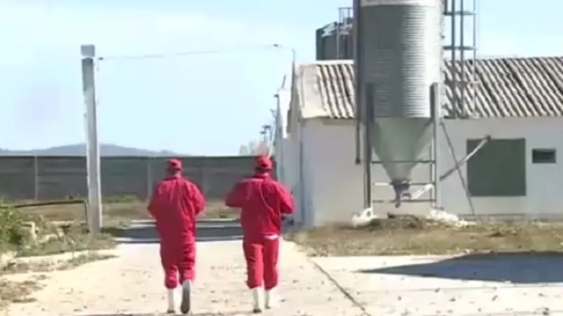 Nepalezii cresc pui de găină la Târgu Jiu