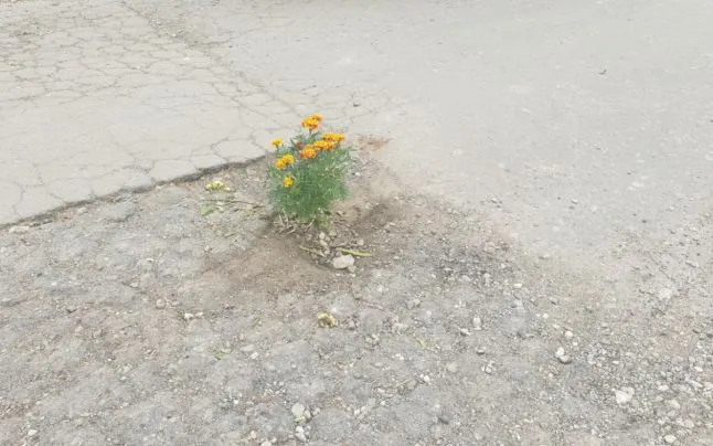 Flori în gropile din asfalt dintr-o comună gorjeană