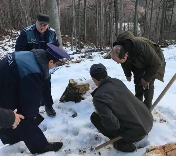 Doi pădurari din Gorj, pedepsiți de șefi după ce au descoperit furturile de lemne