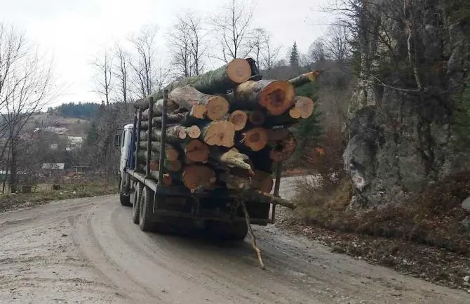 Amendă usturătoare pentru lemne tăiate ilegal în Gorj