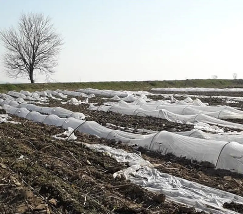 Terorism agricol în Gorj. Cultura de varză a unui consilier, distrusă de rivalii politici