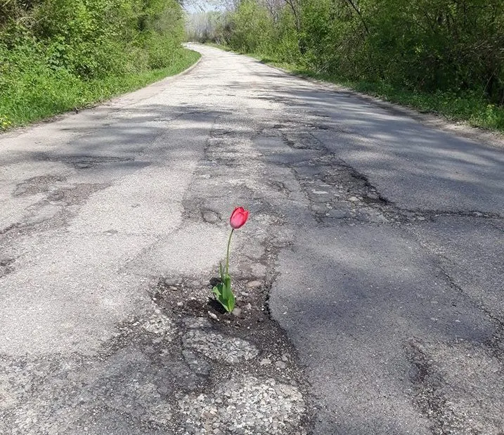 Pe un drum din Gorj au răsărit lalele