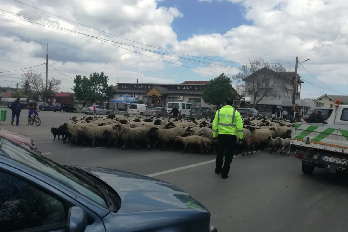 Primul centru de colectare a lânii din Gorj