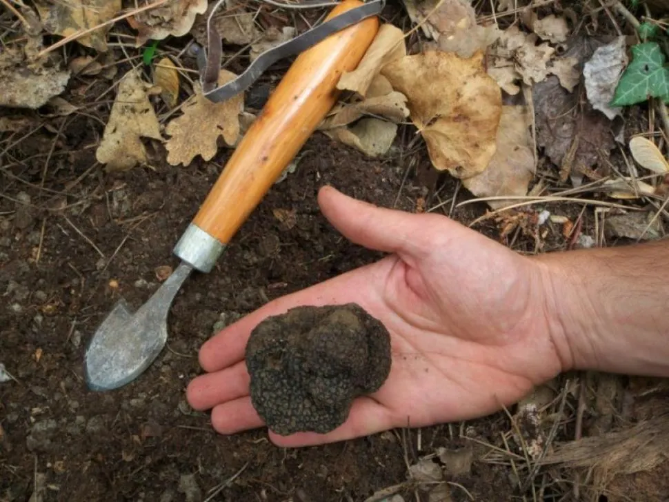 Bătaie pe trufe într-o pădure din Gorj! Doi răniți