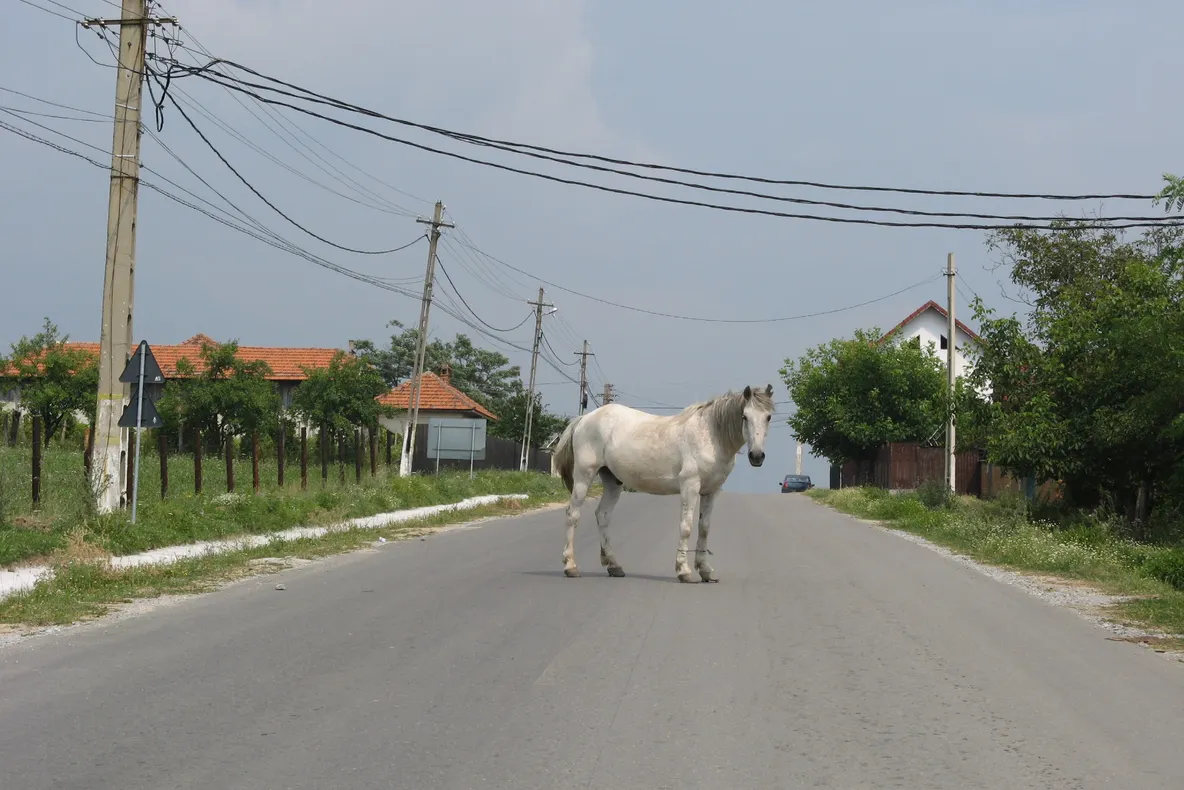 Un microbuz cu călători a lovit un cal într-o comună din Gorj