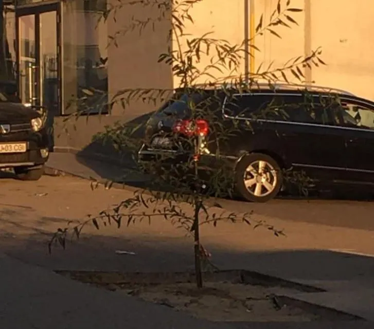Un gorjean a plantat un copac în mijlocul drumului