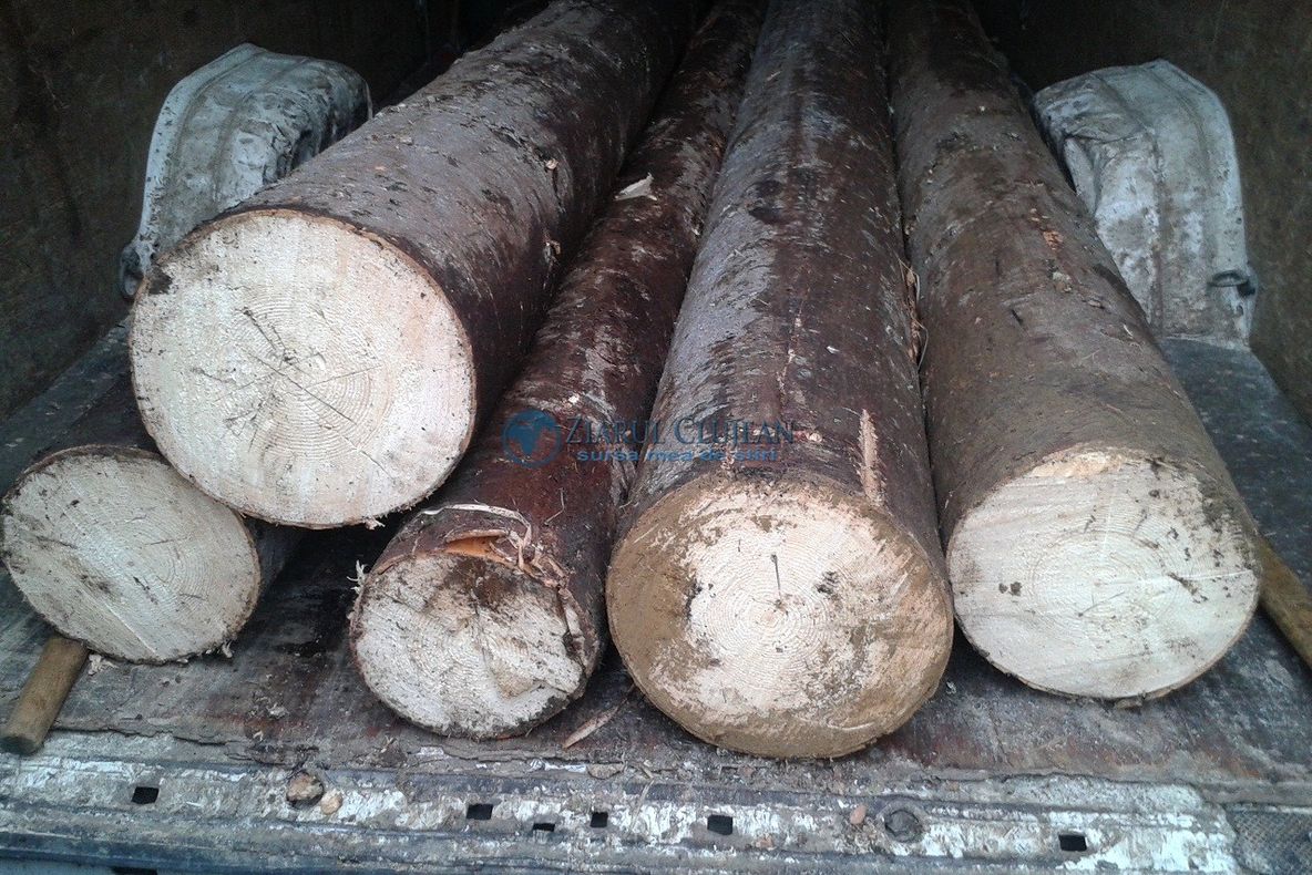 A tăiat copaci din pădurea vecinului