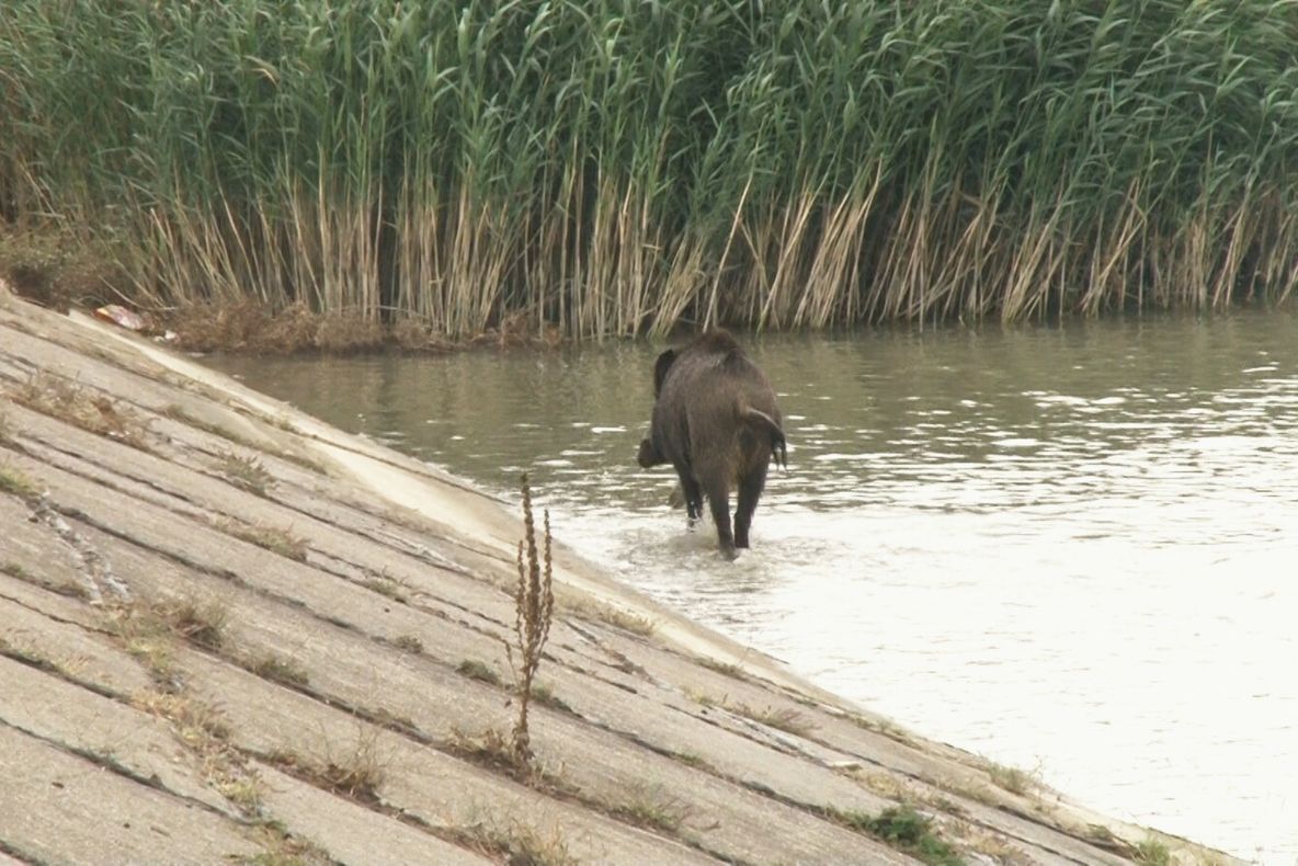 O comună din Gorj va avea o fabrică de procesare a cărnii de vânat