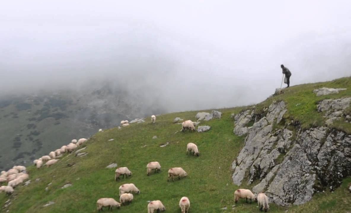 Niciun centru pentru colectarea lânii în Gorj