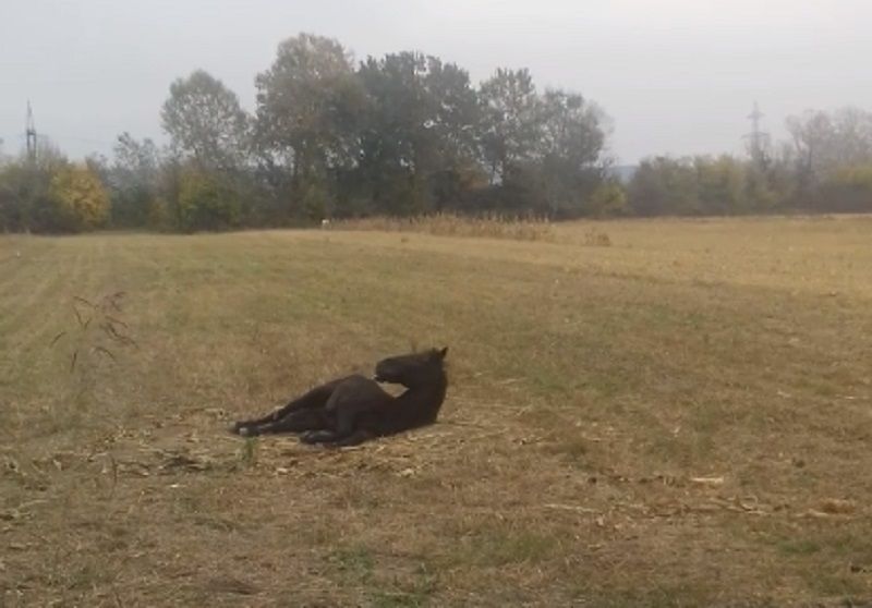 Un cal bolnav, cu picioarele rupte, zace de o săptămână într-un sat din Gorj | VIDEO