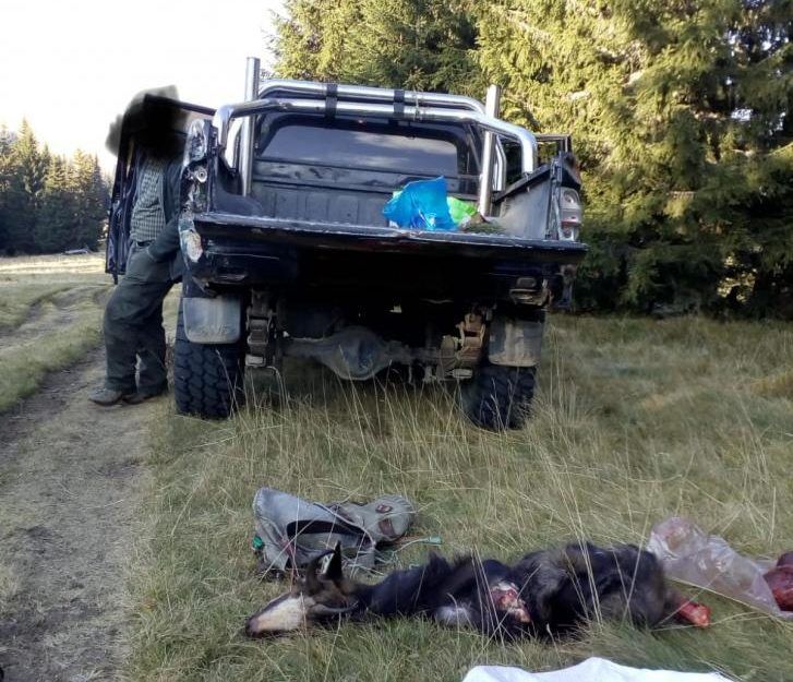 Doi români și doi austrieci, prinși la împușcat de capre negre în Munții Parâng