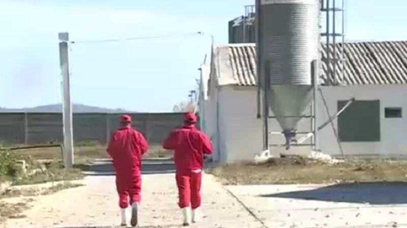 Nepalezii cresc pui de găină la Târgu Jiu