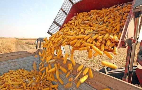 Agricultorii gorjeni au reușit producții-record la fructe și porumb