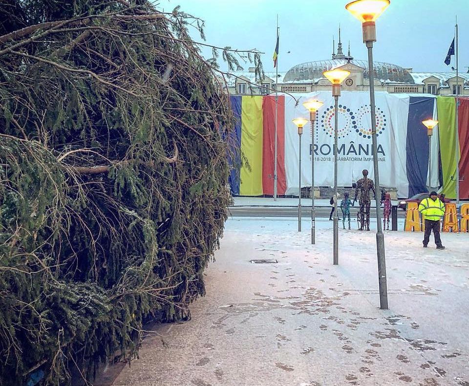 Bradul natural din Târgu Jiu va fi așezat într-o gură de canal