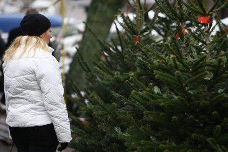 Gorjenii pot cumpăra brazi de Crăciun din Norvegia