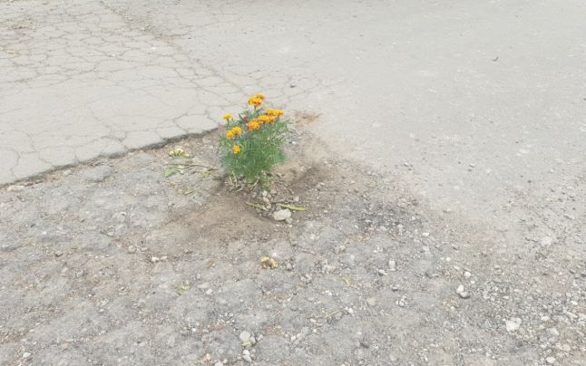 Flori în gropile din asfalt dintr-o comună gorjeană