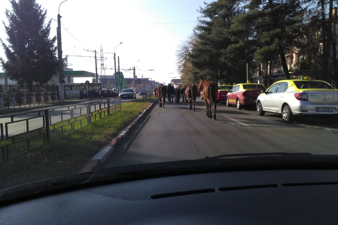O herghelie de cai s-a plimbat printr-un cartier din Târgu Jiu 