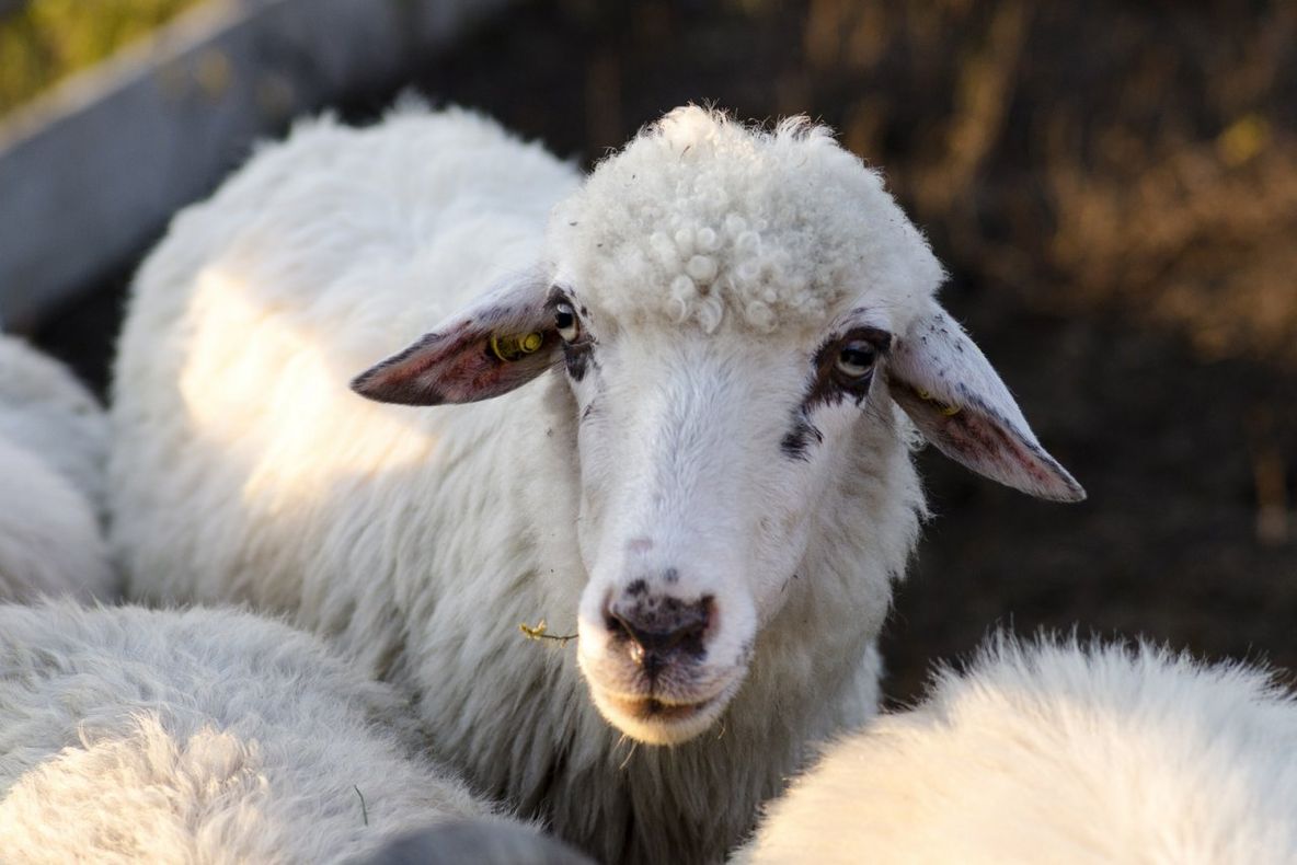 Sute de tone de lână adunate de ciobanii din Gorj