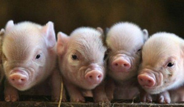 Pesta porcină a ajuns și la Stănești: 29 de focare