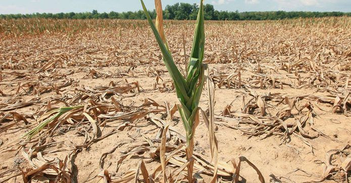 Seceta face ravagii în Gorj: Producția viitoare de grâu este compromisă