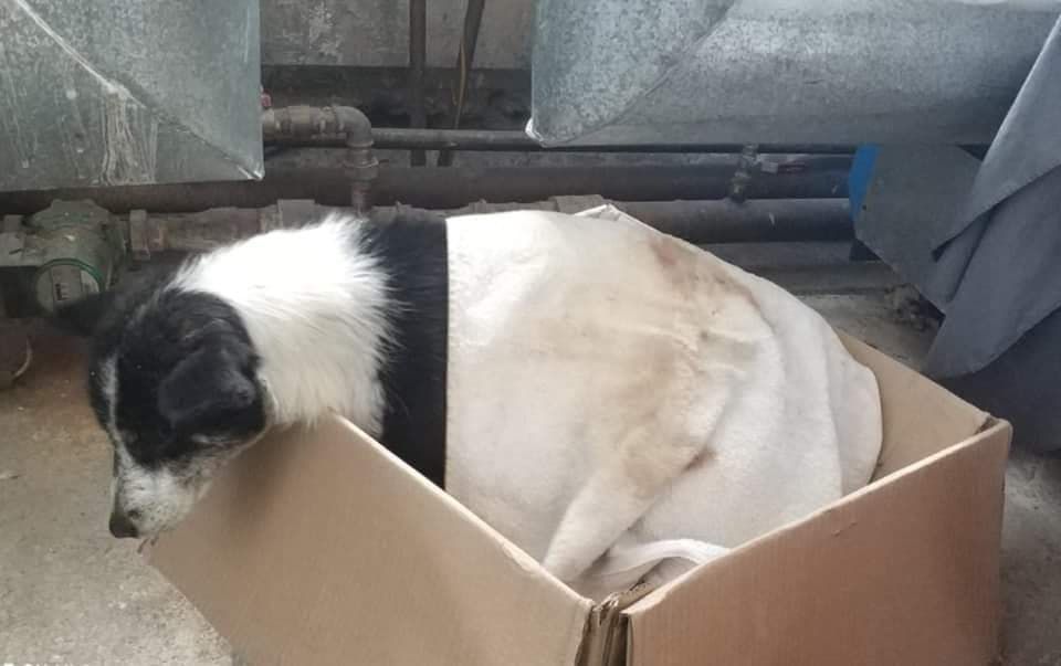 Pompierii gorjeni au salvat un câine de la îngheț. La Rânca, zăpada e viscolită