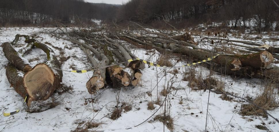 Doi hoți de lemne, prinși în Gorj