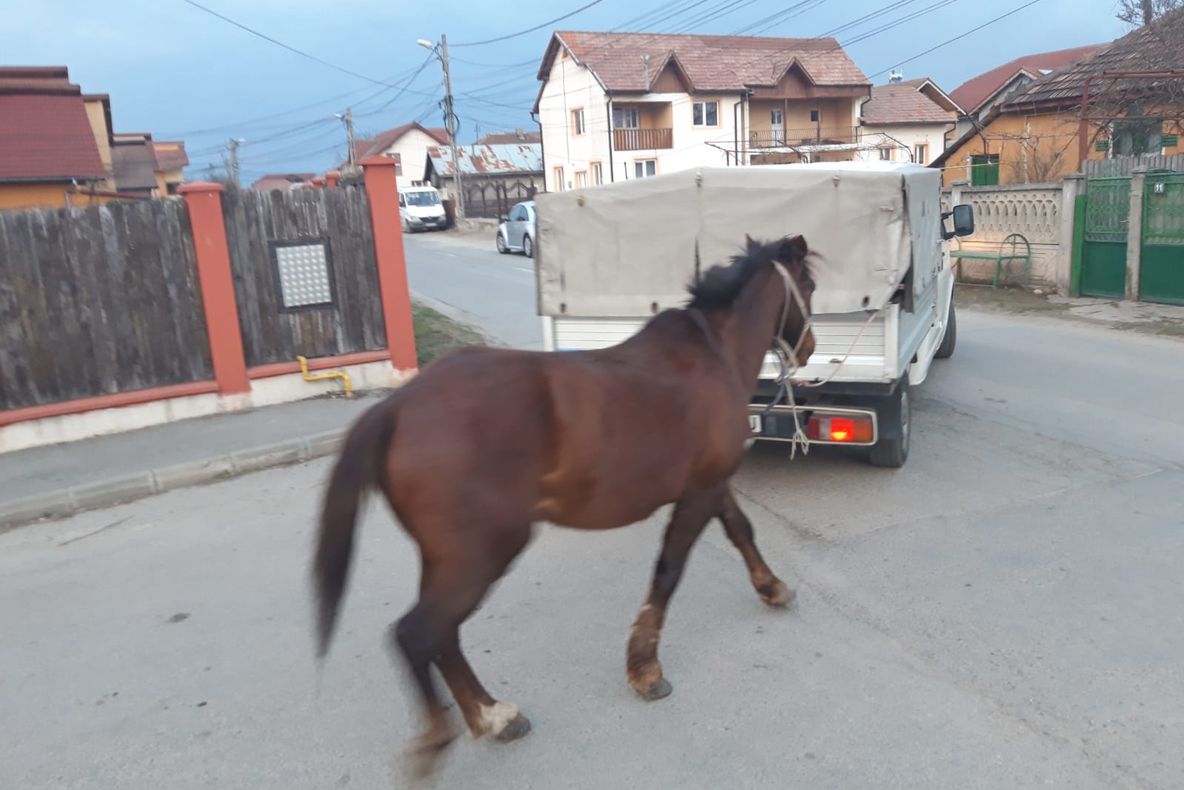Amendată de două ori într-o zi pentru că și-a lăsat calul să umble liber prin Târgu Jiu