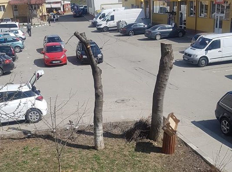 Toaletare extremă la Târgu Cărbunești. Zeci de copaci au fost ciopârțiți
