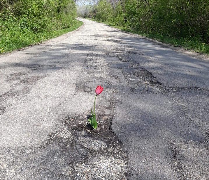 Pe un drum din Gorj au răsărit lalele