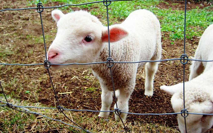 Câți miei vor fi sacrificați în Gorj, de Paște