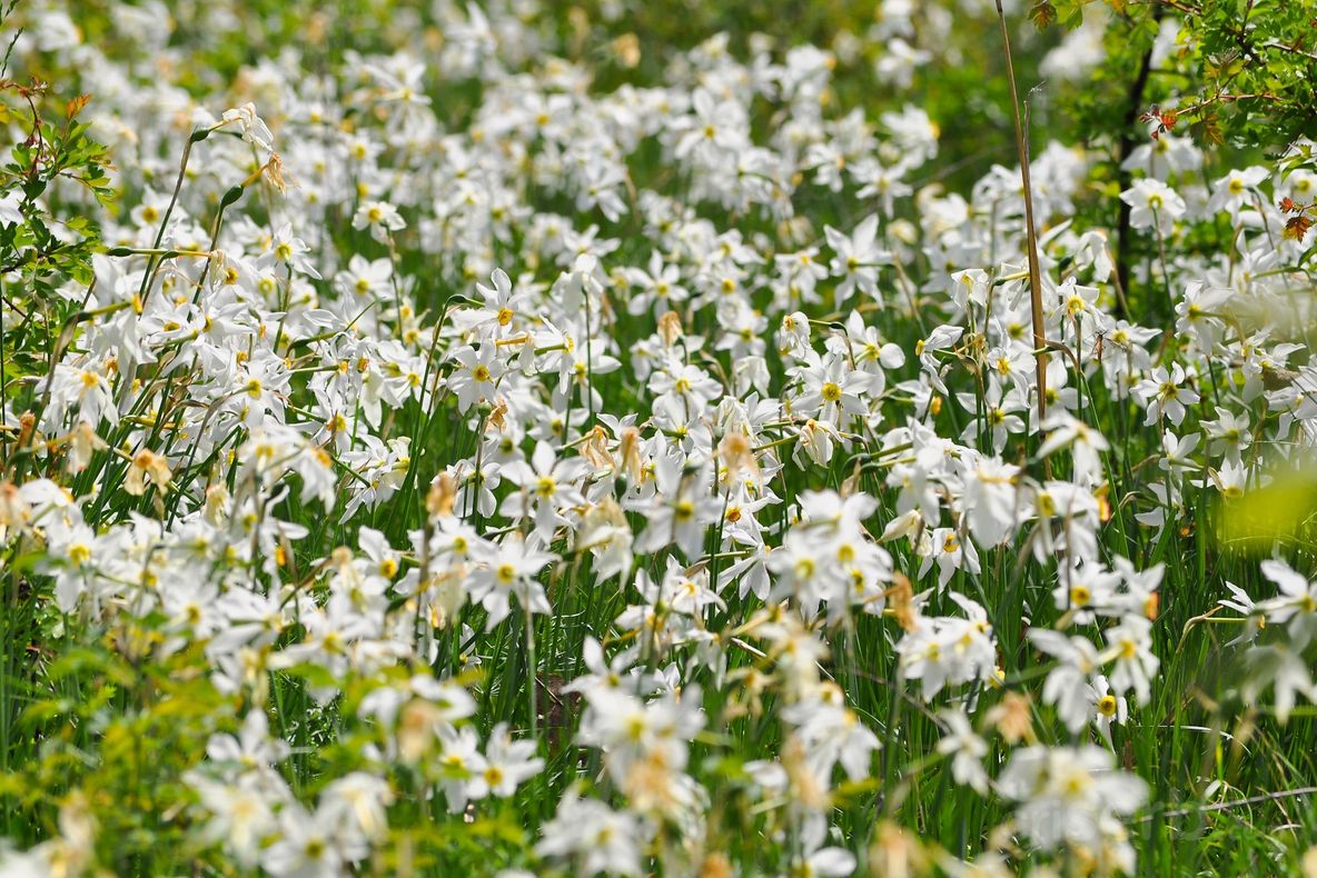 Dispar gunoaiele din Poiana Narciselor