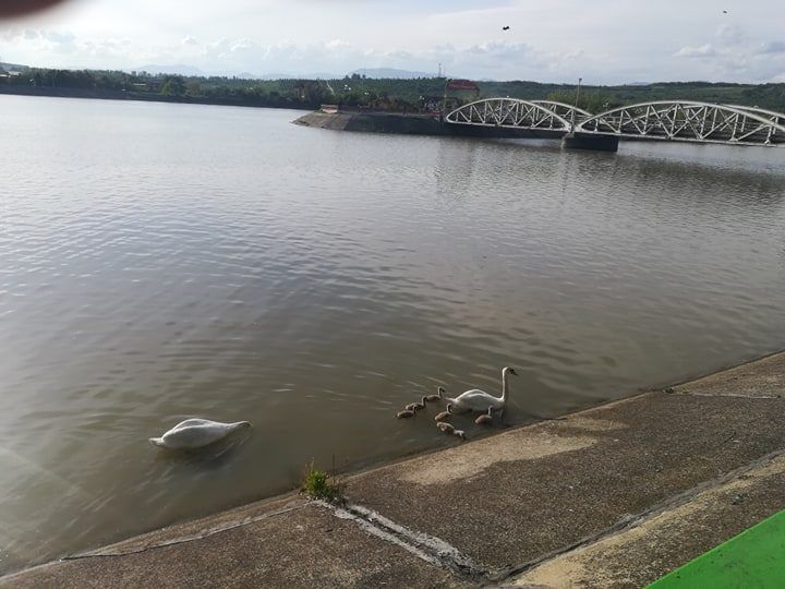 O pereche de lebede s-a stabilit pe Jiu, aproape de Masa Tăcerii