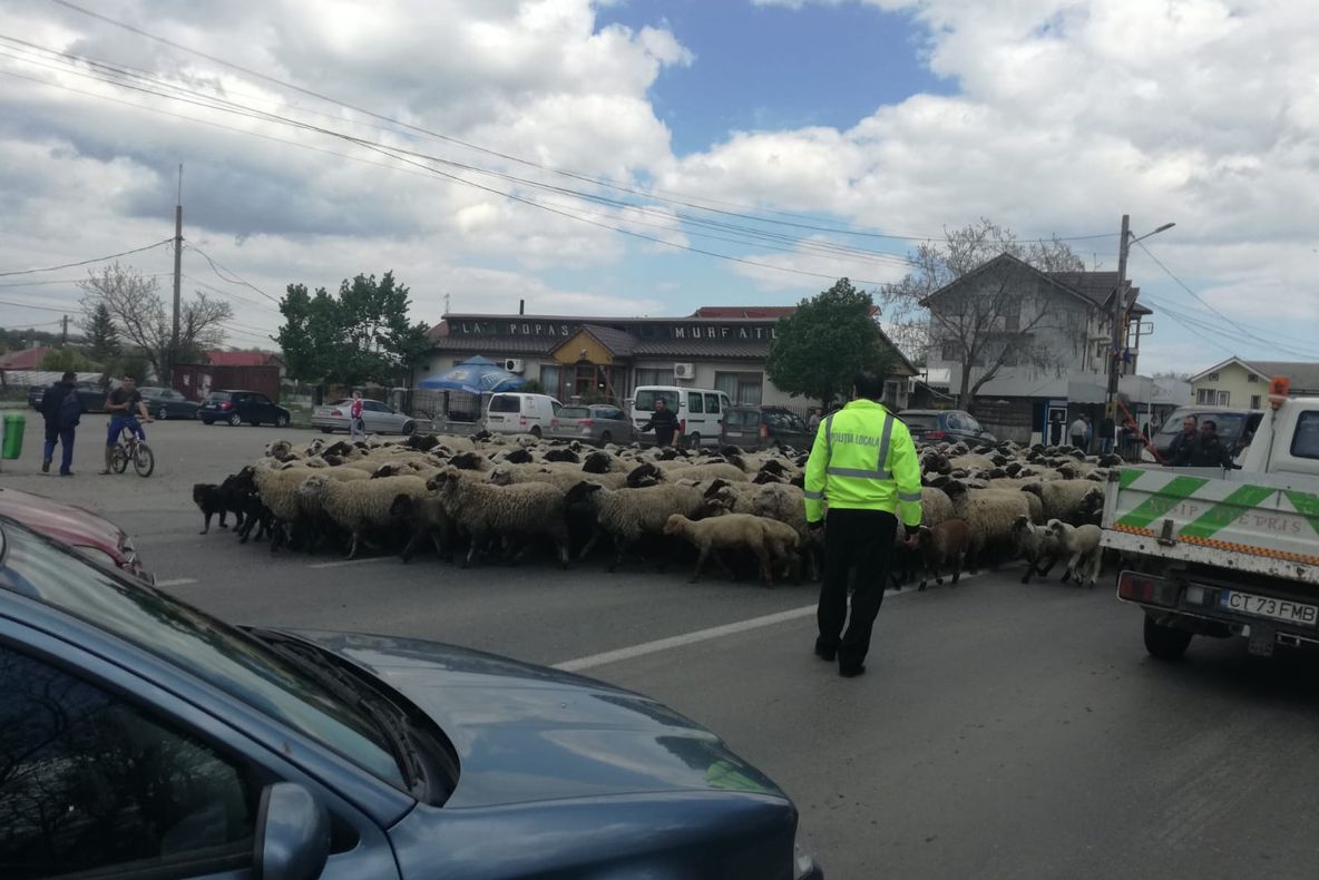 Primul centru de colectare a lânii din Gorj