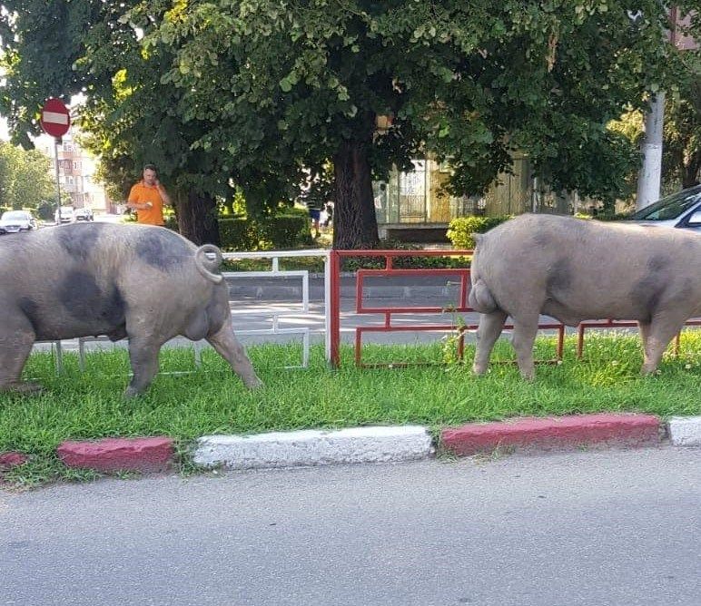 Pesta porcină se extinde în Gorj: 26 de focare!