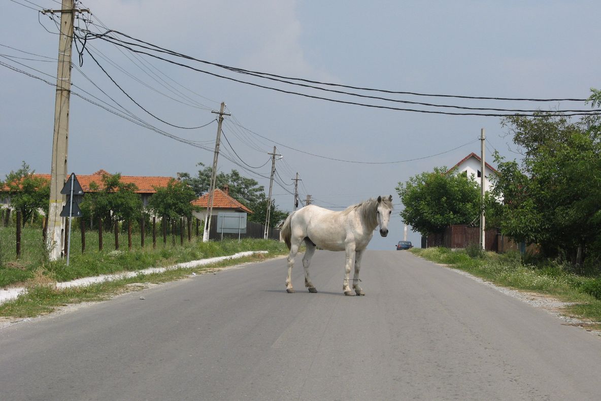 Un microbuz cu călători a lovit un cal într-o comună din Gorj