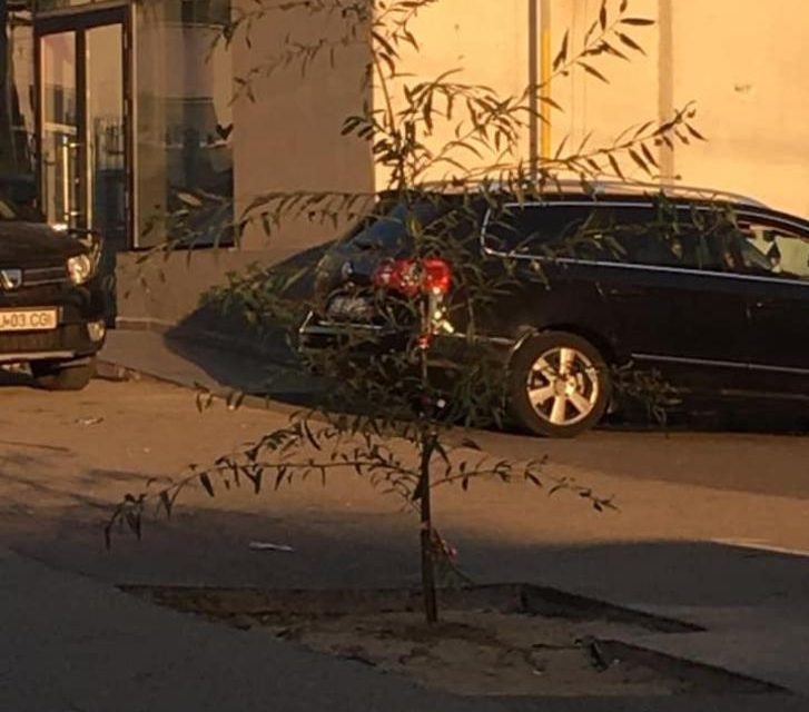 Un gorjean a plantat un copac în mijlocul drumului