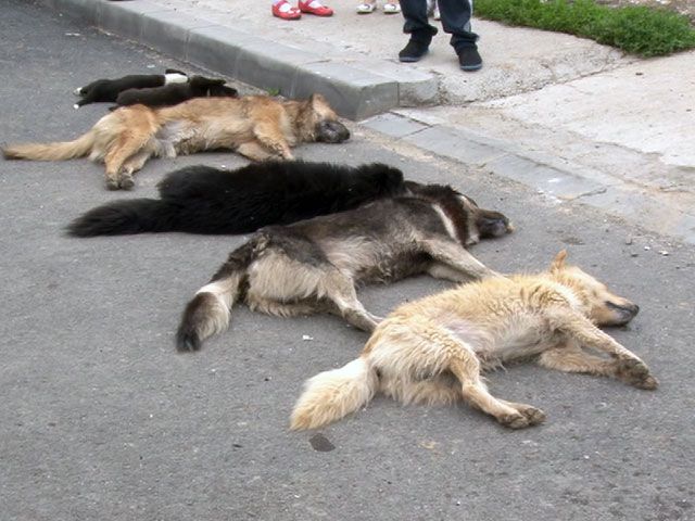 Câini otrăviți la Bumbești Jiu!