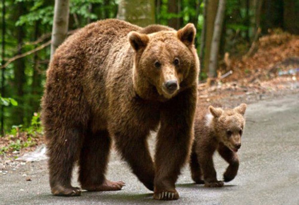 Urs, pe o uliță din Gorj! Autoritățile, în alertă!