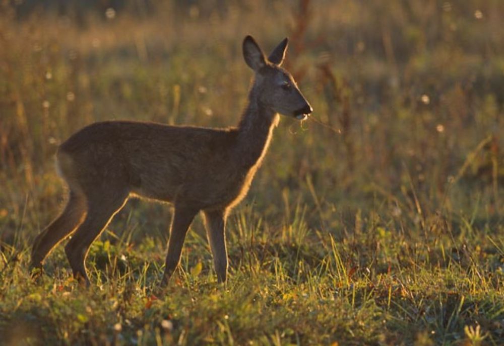 Căprioară lovită de mașină în Gorj