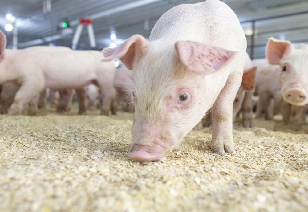 Câți porci vor fi tăiați în Gorj, în acest sfârșit de an