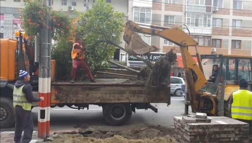 Primăria Târgu Jiu scoate copaci pentru a face loc mașinilor