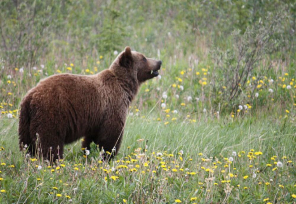 Urs prins într-un laț, salvat în Gorj!