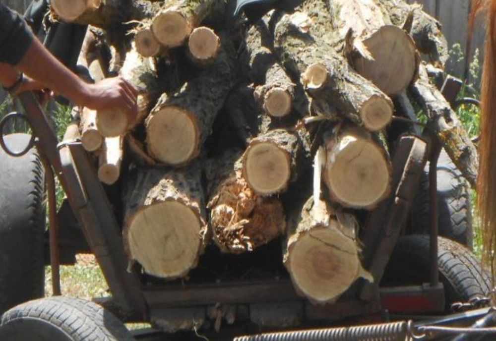 Doi gorjeni prinși cu brazi și plopi tăiați ilegal