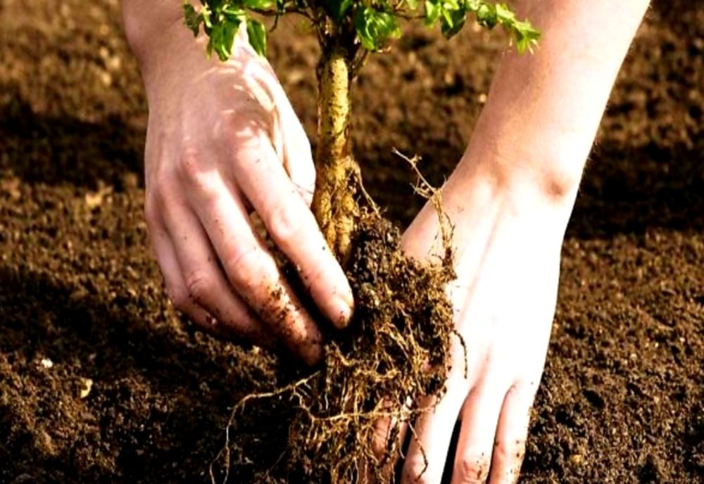 Sprjin pentru prima împădurie