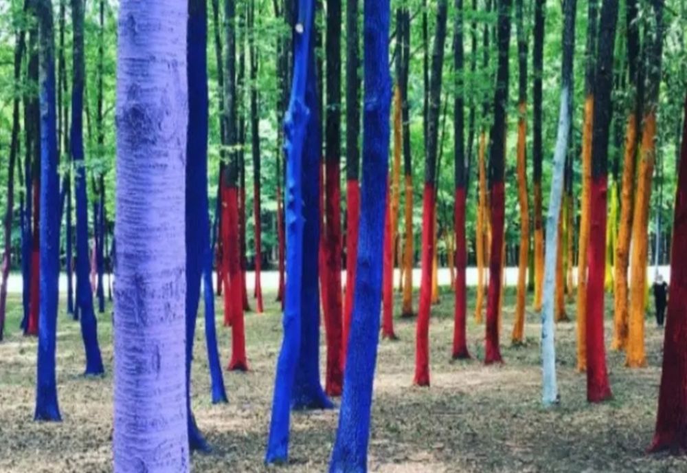 Pădurea colorată, din nou