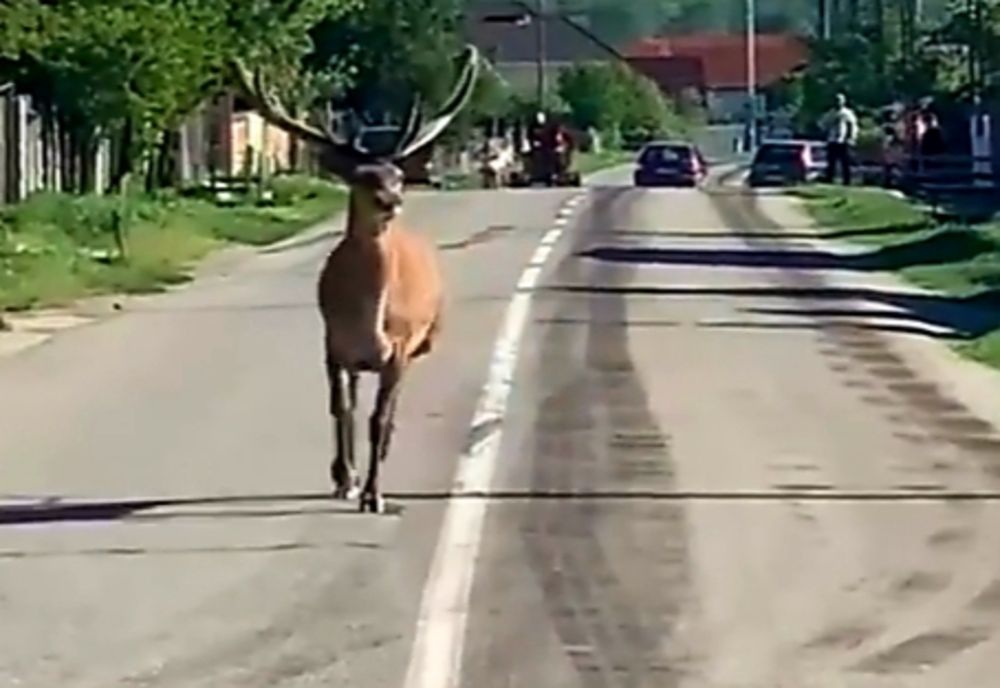 Un cerb a apărut pe o stradă din Gorj