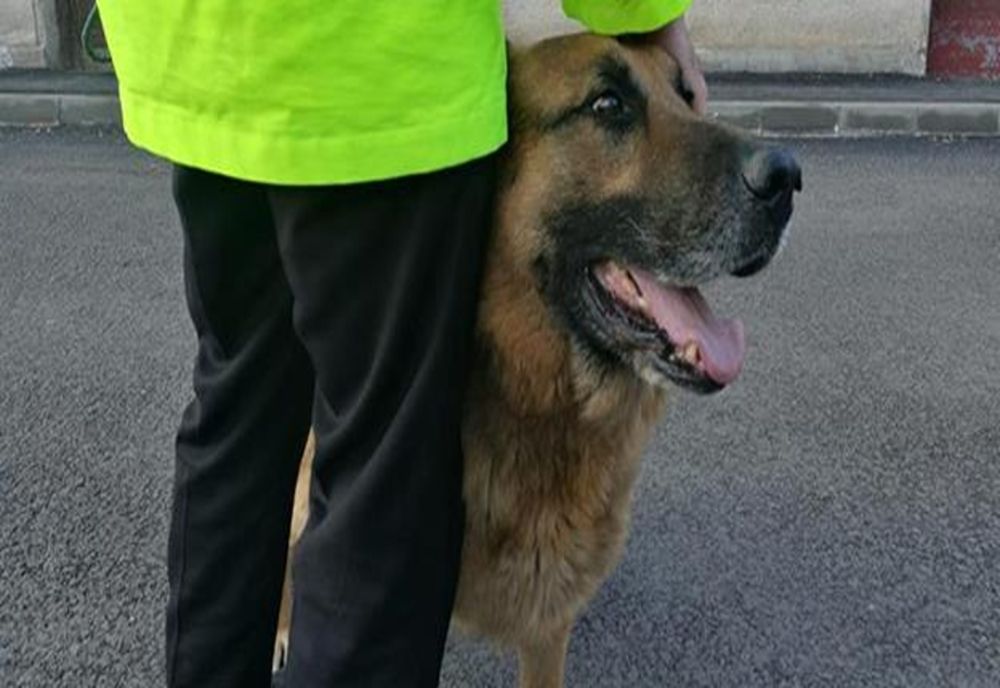 Femeie mușcată de un câine ciobănesc