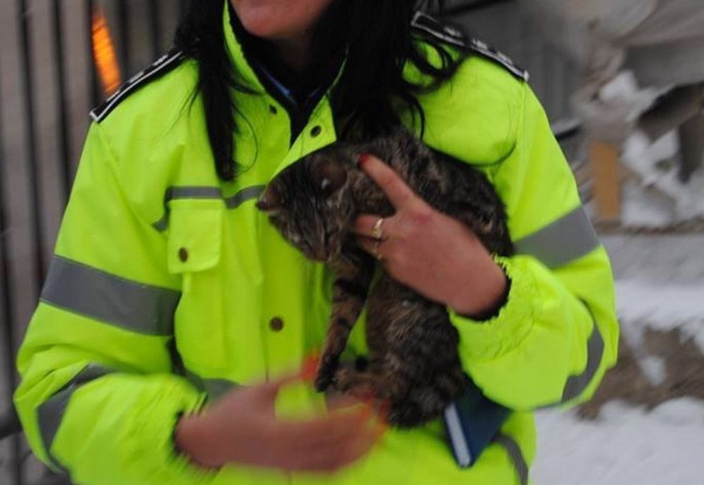 Gorj: Dosar penal pentru uciderea unor câini, la Peştişani