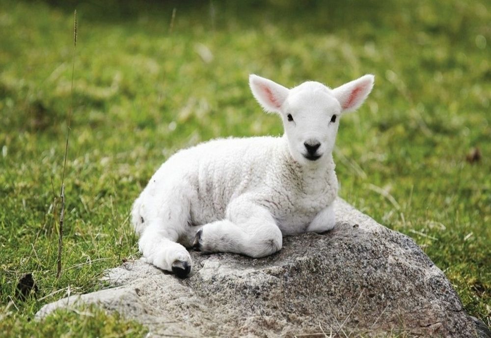 Alertă în piețe! Cum sunt păcăliți românii la raft cu carnea de miel