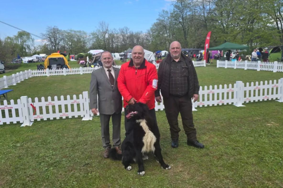 Succes răsunător pentru rasa Ciobănesc Corb la Campionatul Chinologic Național și Internațional de la Ploiești FOTO